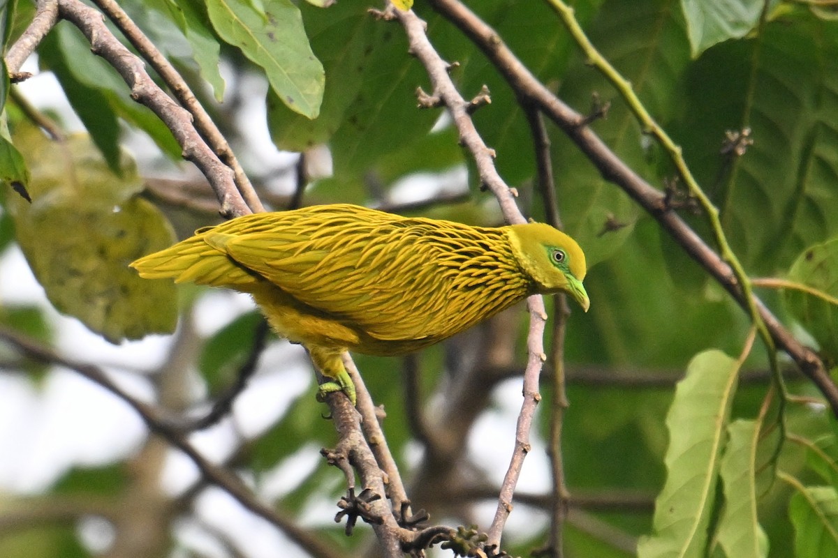 Golden Dove - ML640905020