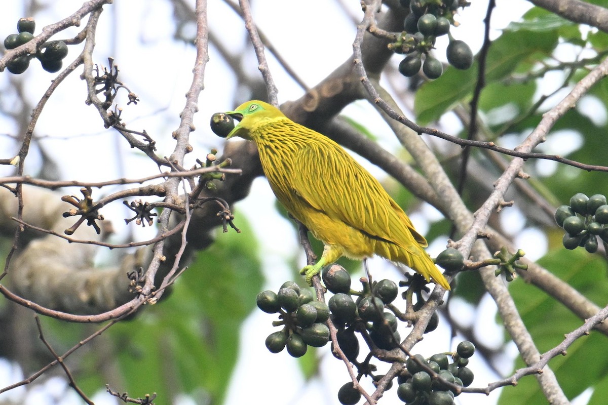 Golden Dove - ML640905021