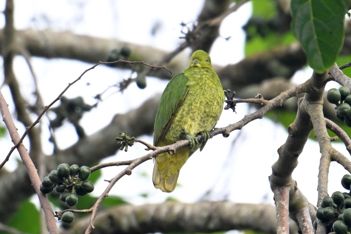 Golden Dove - ML640905025