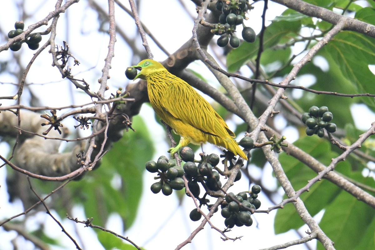 Golden Dove - ML640905026