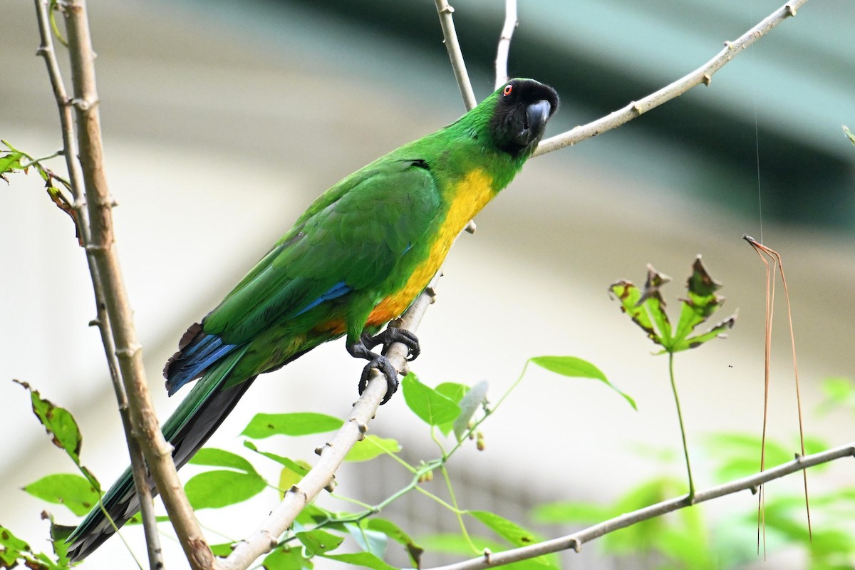 Masked Shining-Parrot - ML640905034
