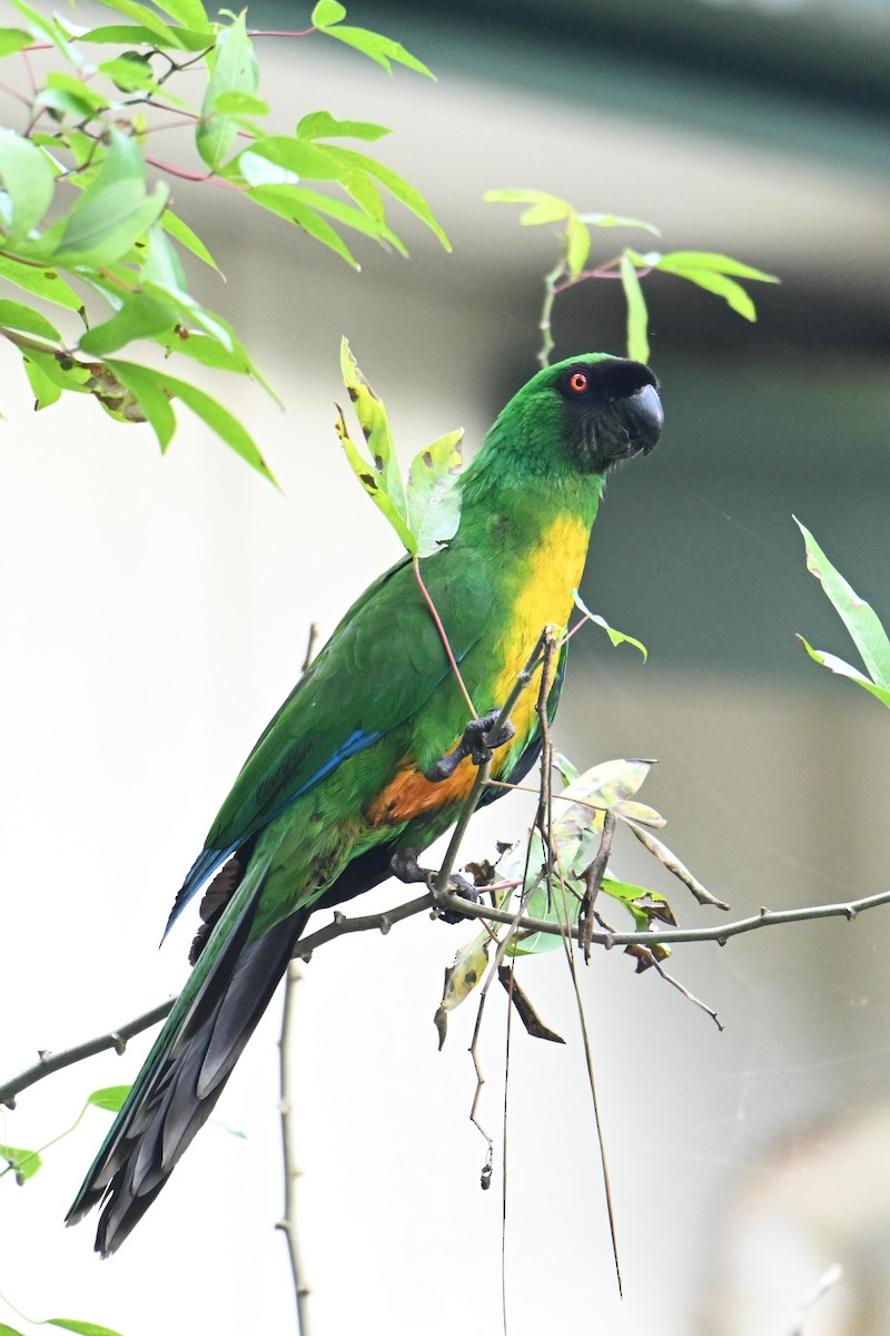 Masked Shining-Parrot - ML640905035