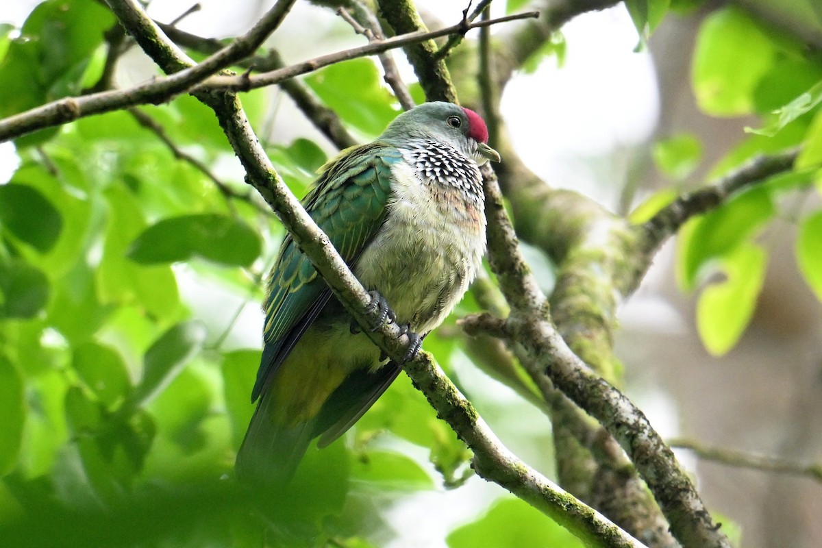 Many-colored Fruit-Dove - ML640905067