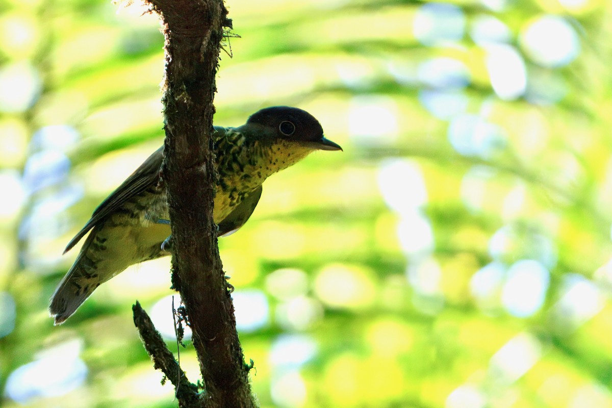 Brazilian Laniisoma - ML640905095