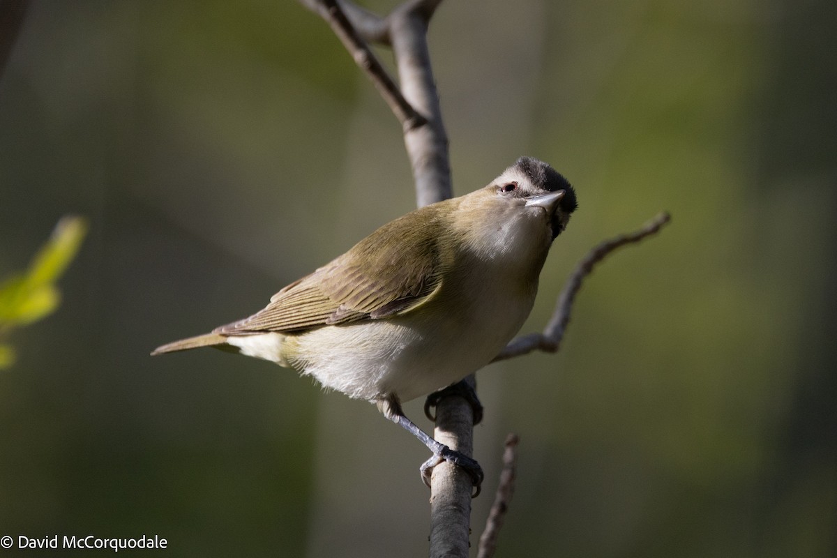 Red-eyed Vireo - ML640905132