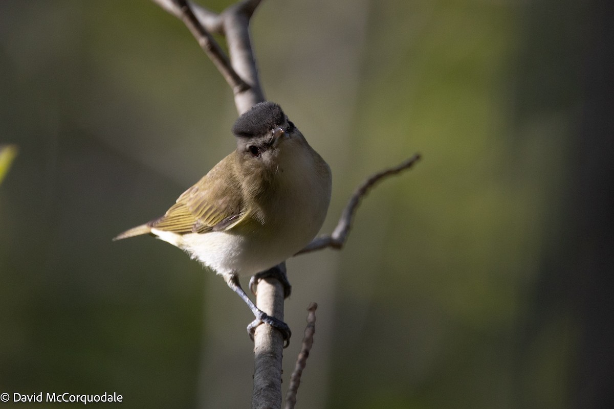 Red-eyed Vireo - ML640905134