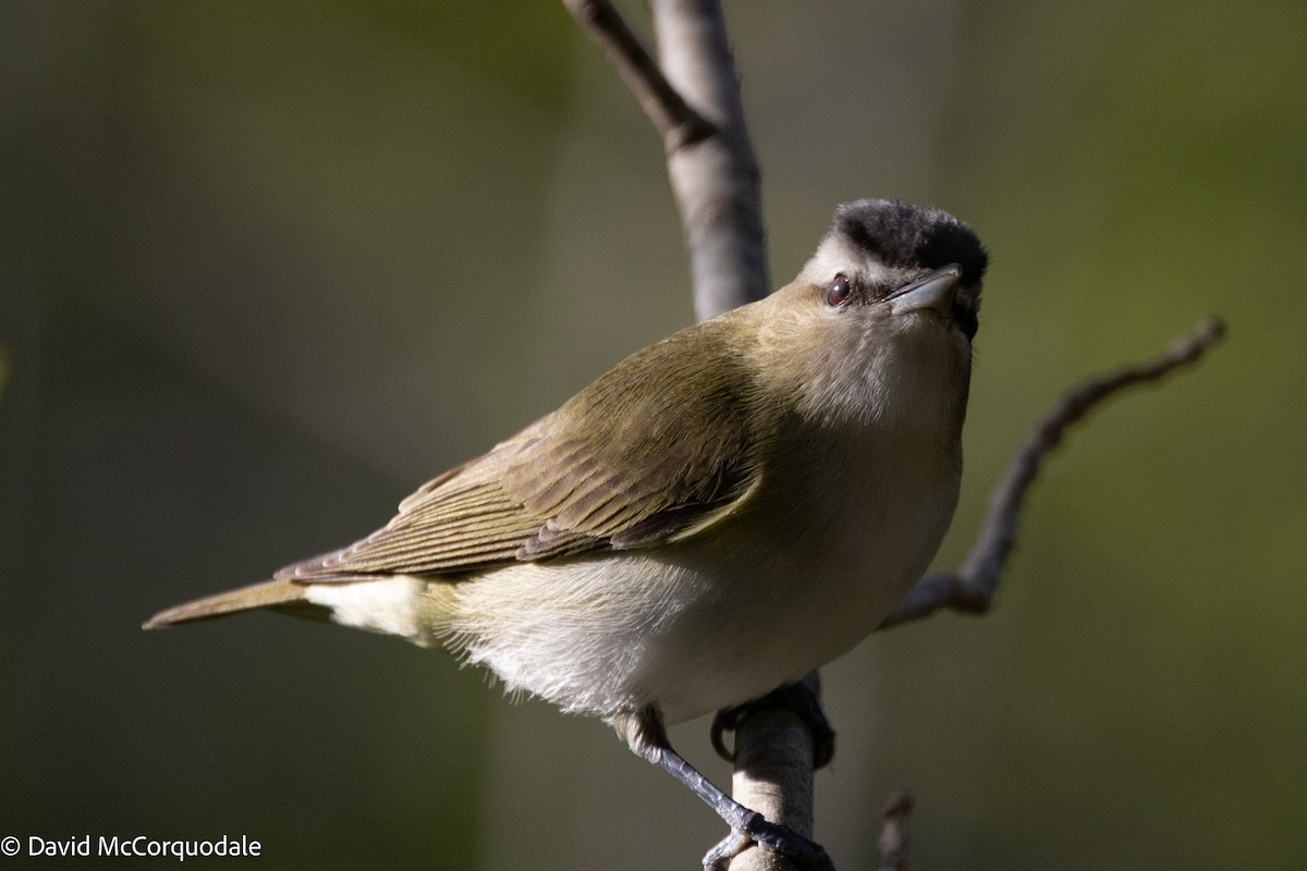 Red-eyed Vireo - ML640905135