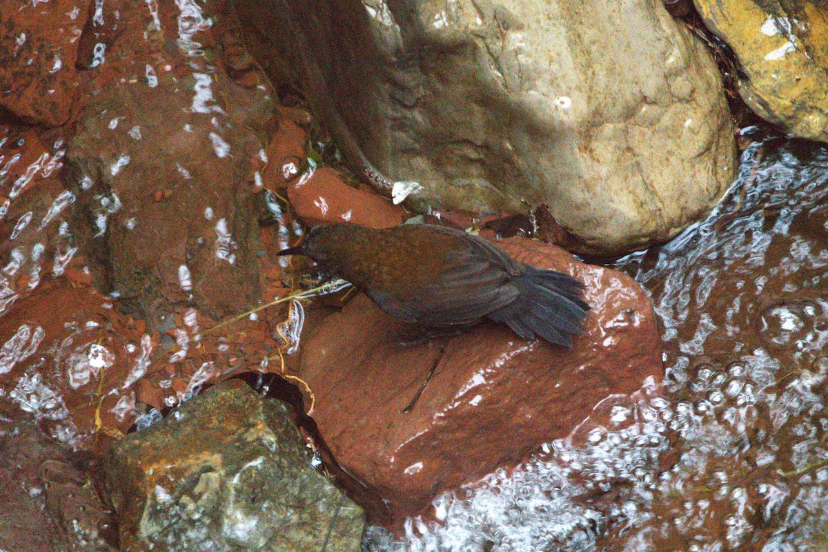 Sharp-tailed Streamcreeper - ML640905143