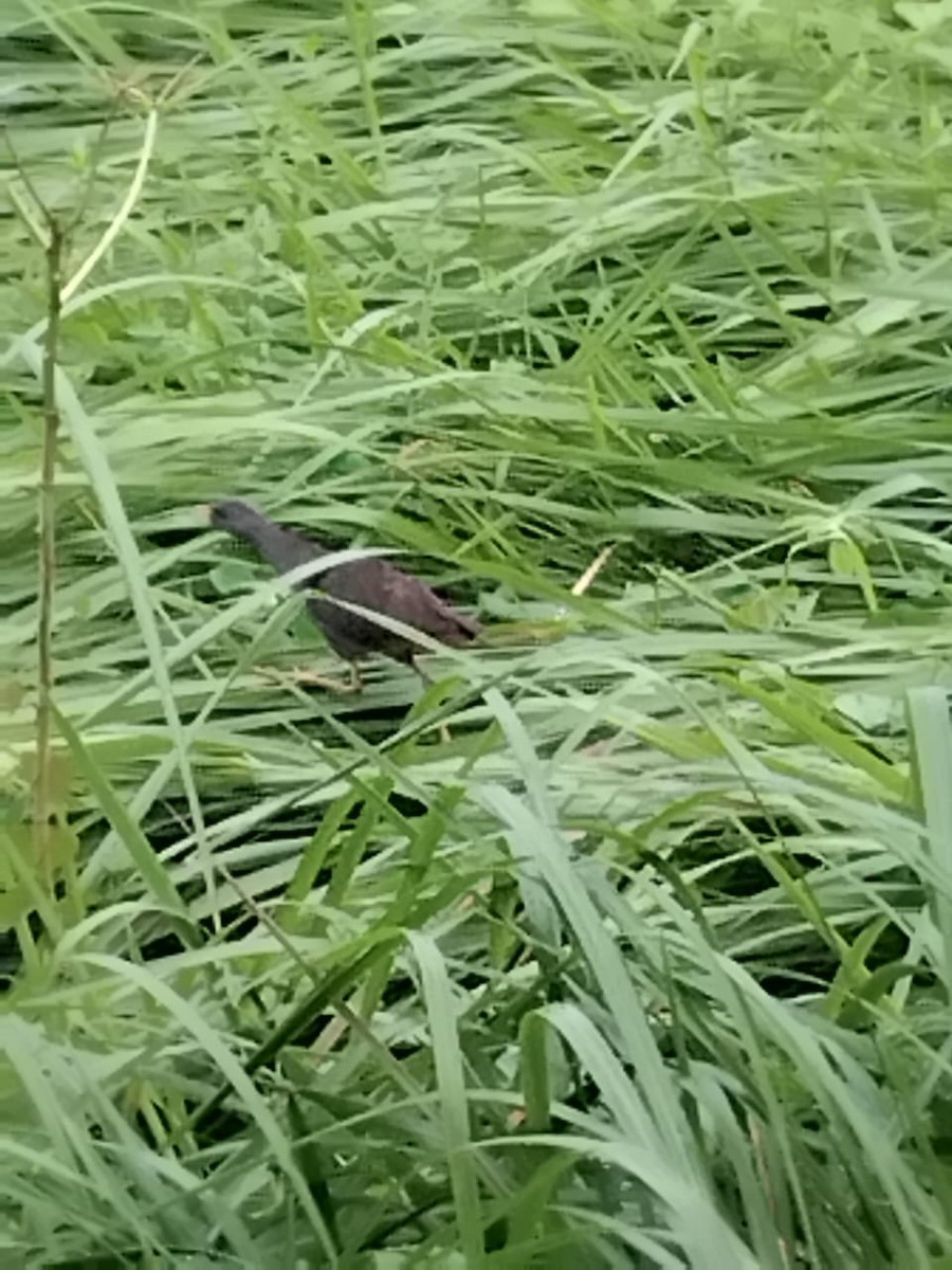 Pale-vented Bush-hen - ML640905147