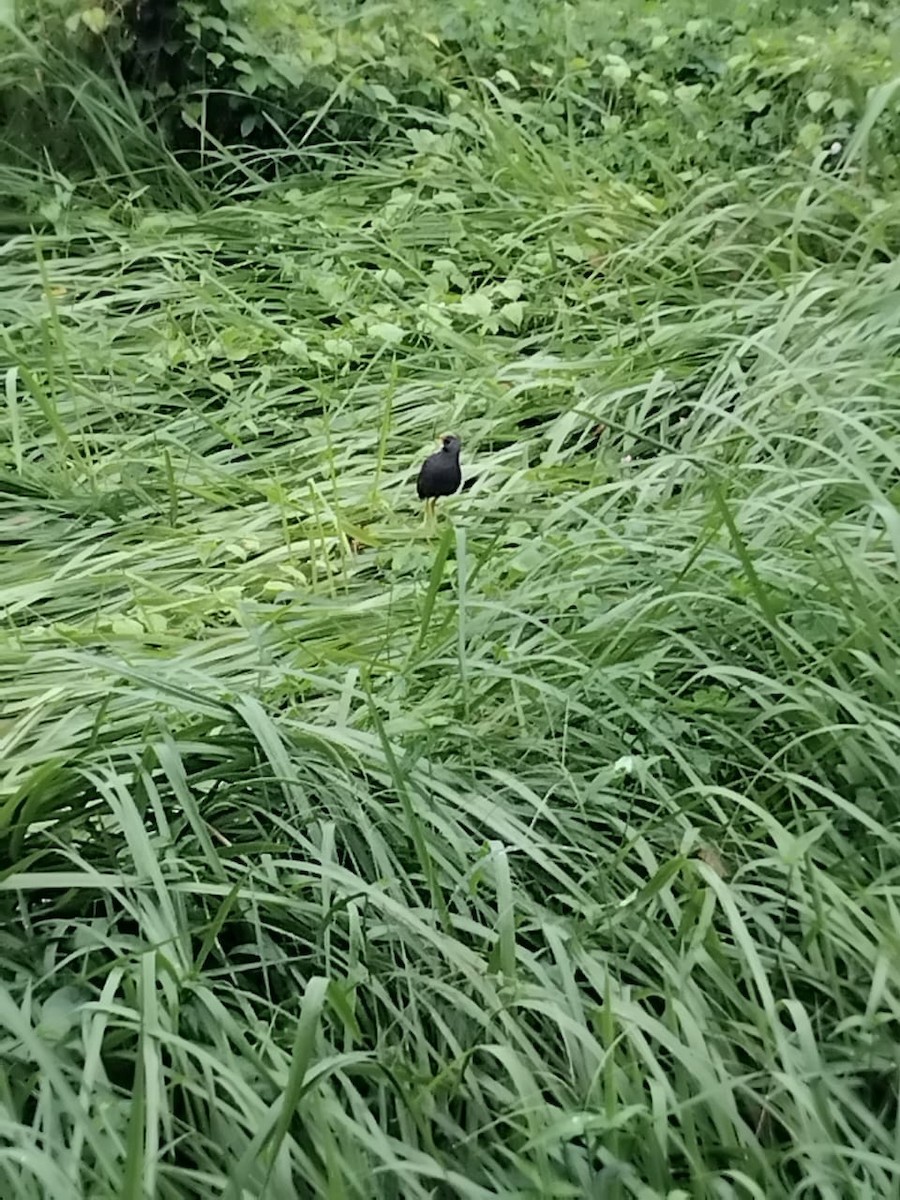 Pale-vented Bush-hen - ML640905148