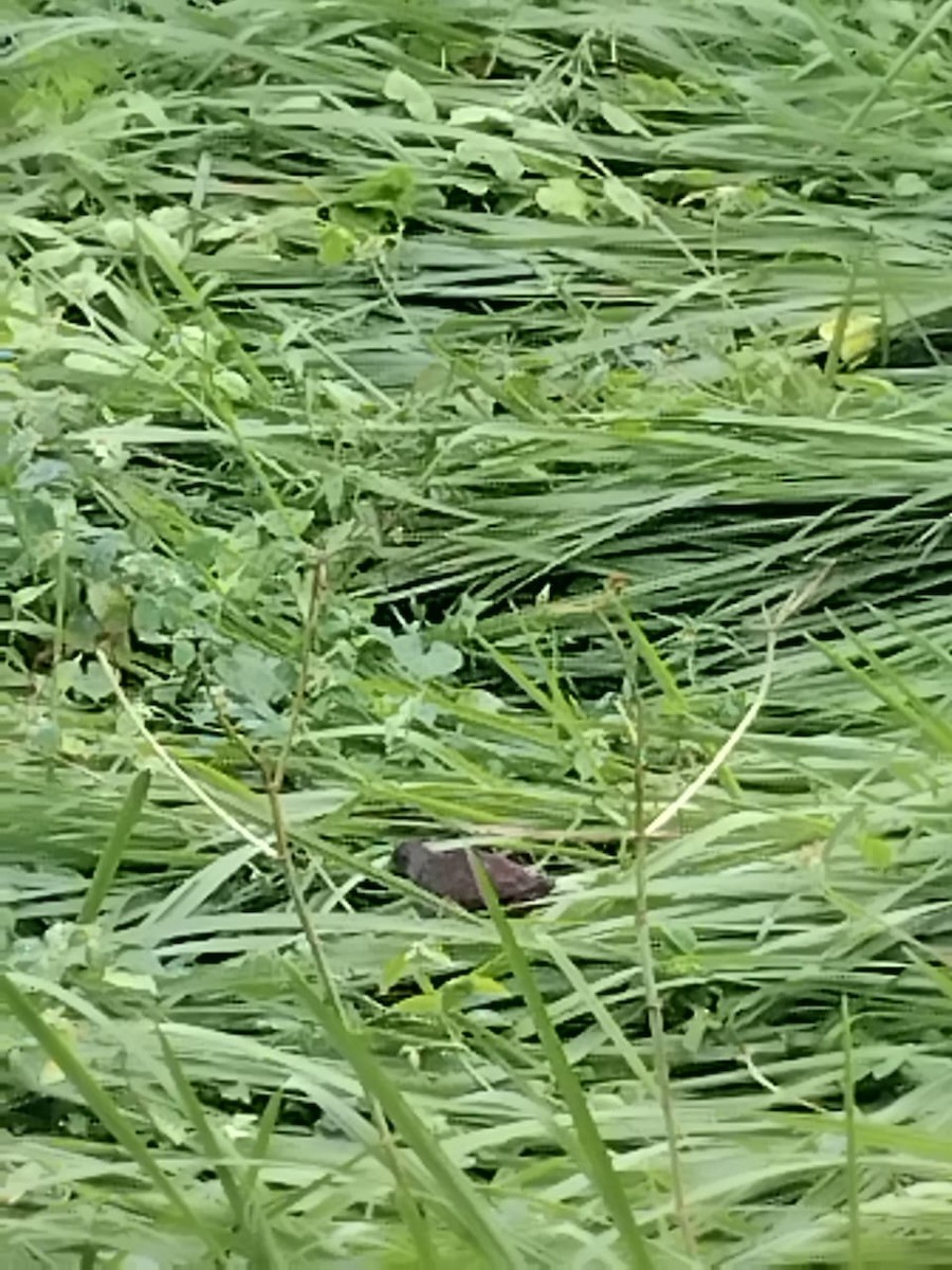 Pale-vented Bush-hen - ML640905149