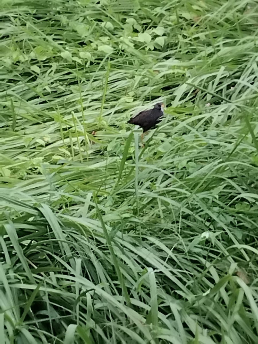 Pale-vented Bush-hen - ML640905150