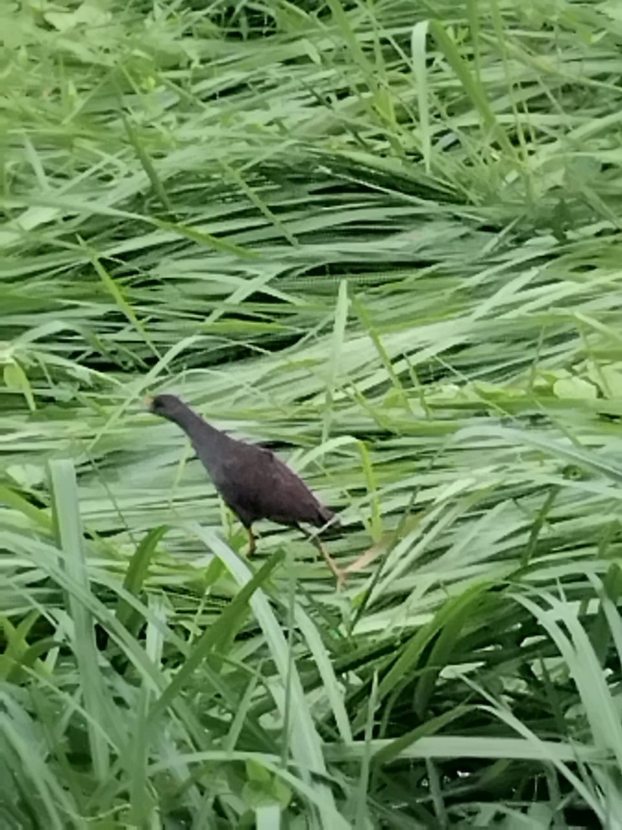 Pale-vented Bush-hen - ML640905151