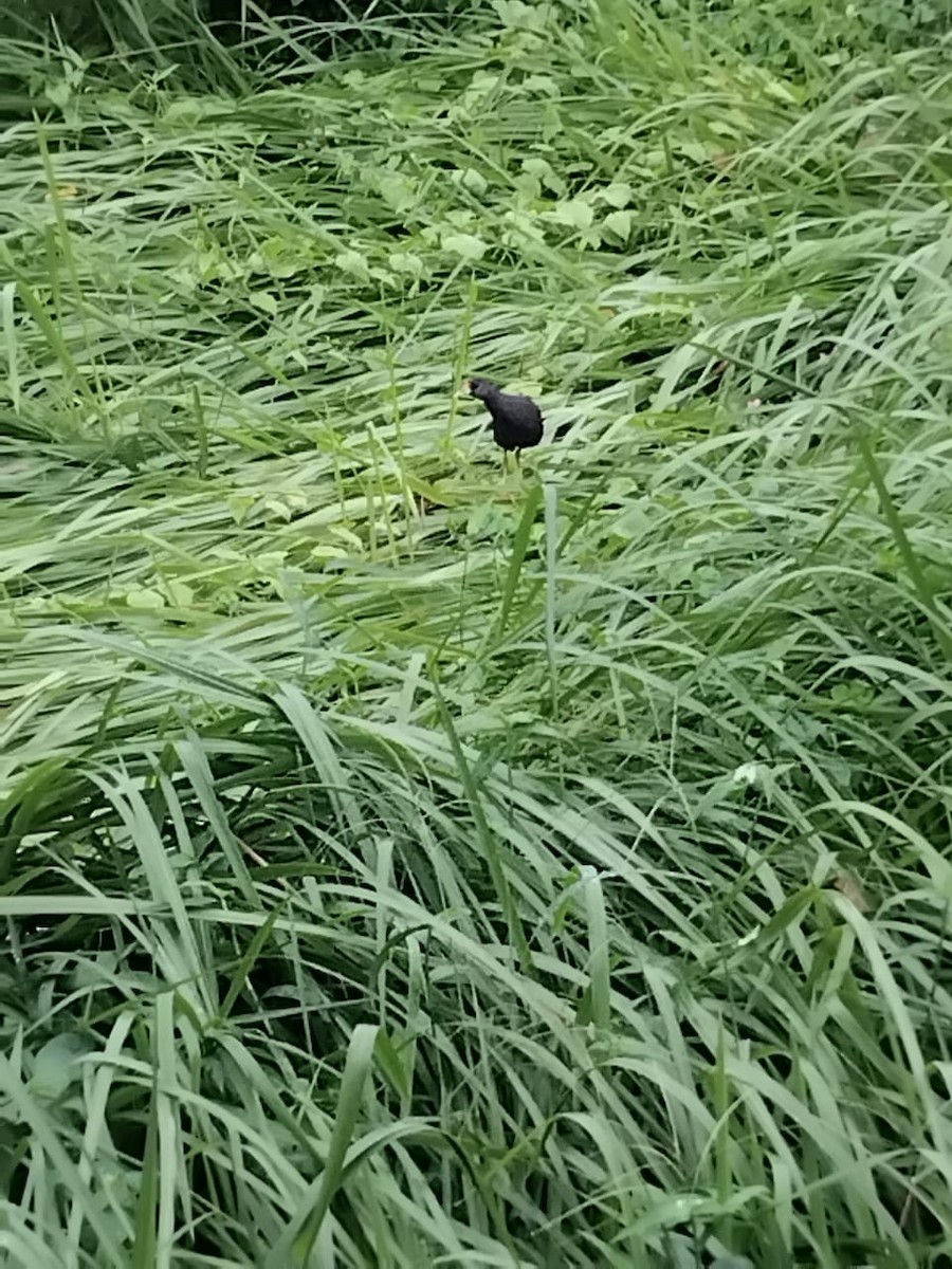 Pale-vented Bush-hen - ML640905152