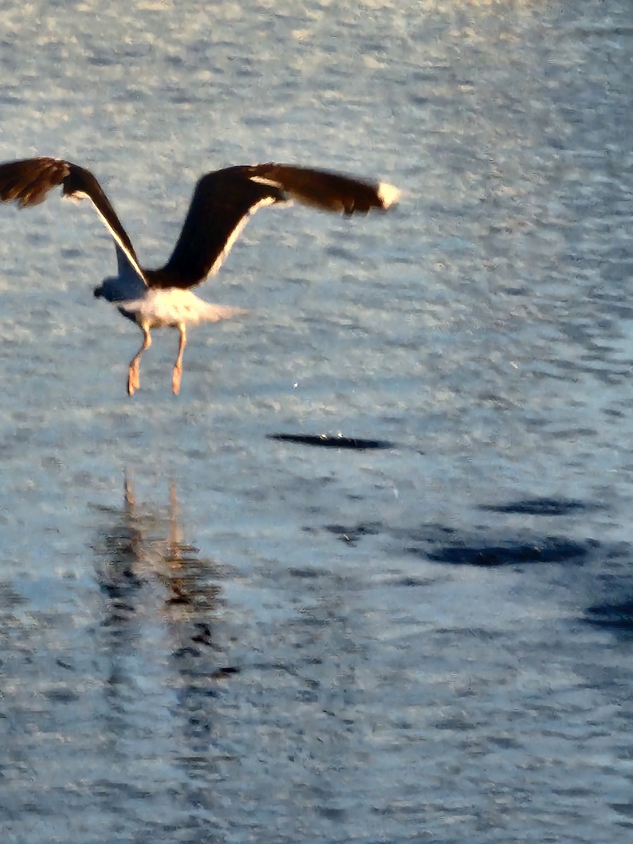 Great Black-backed Gull - ML640905192
