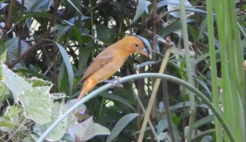 Summer Tanager - ML640905213