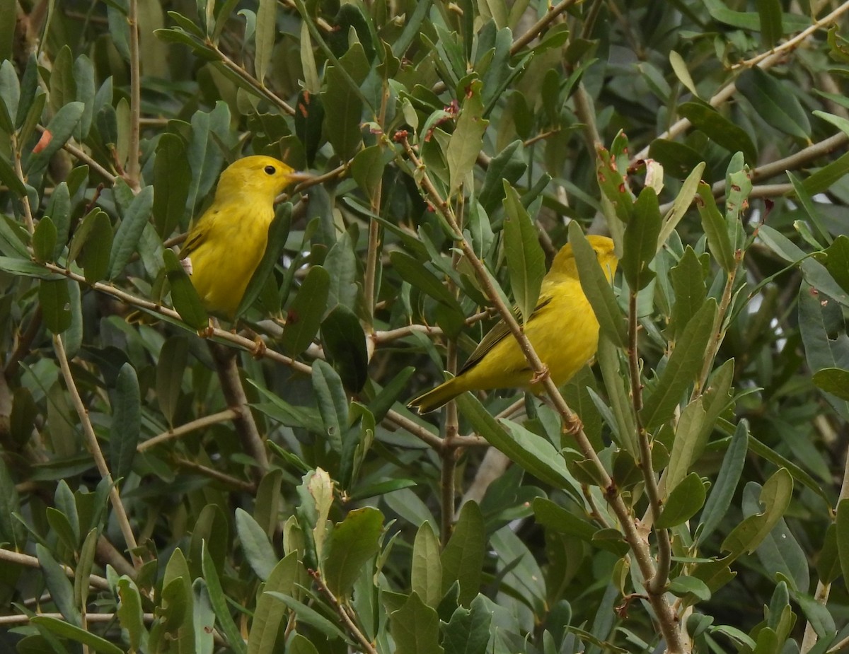 Northern Yellow Warbler - ML640905220