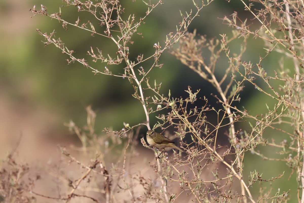 Common/Iberian Chiffchaff - ML640905264