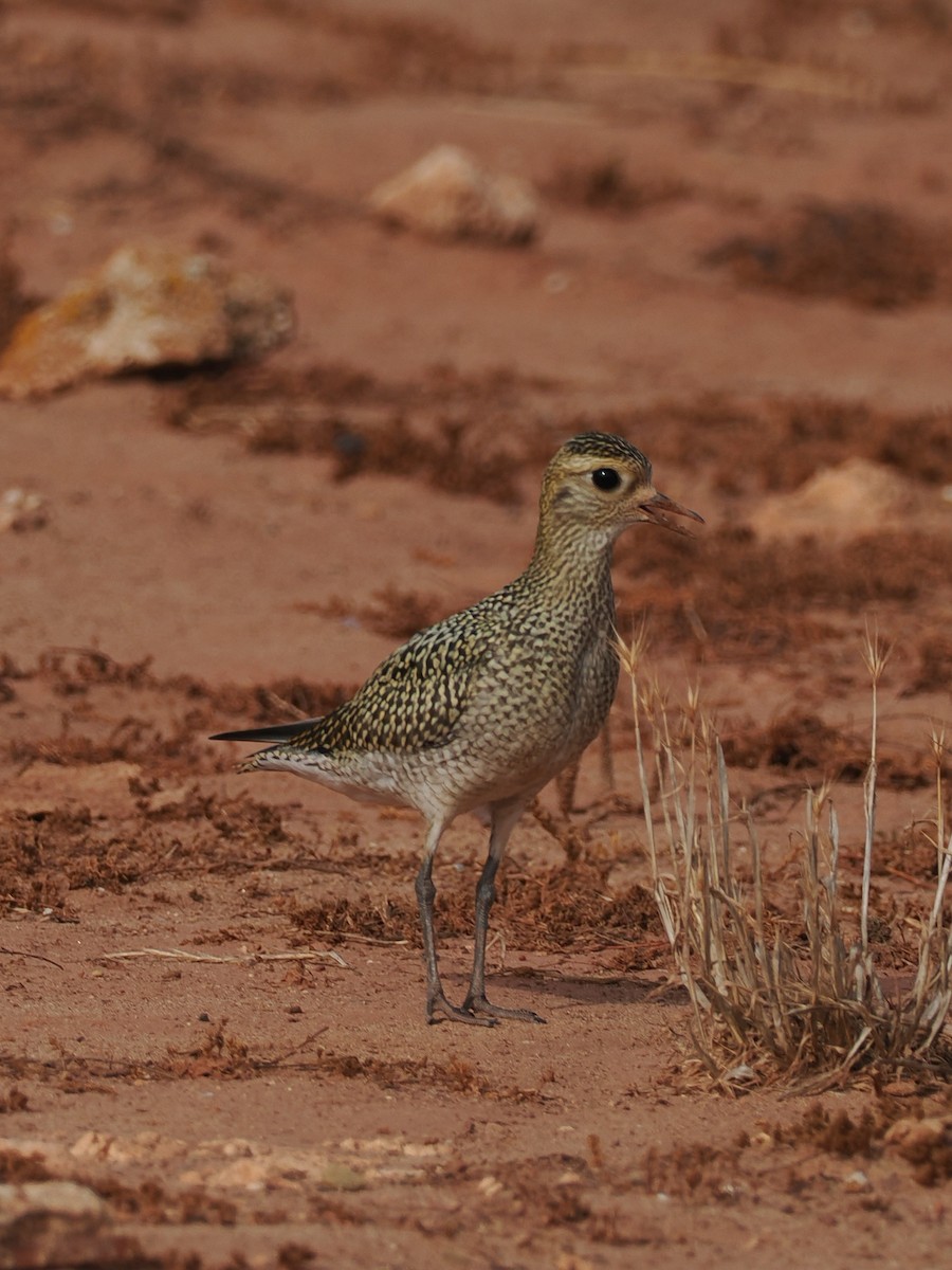 European Golden-Plover - ML640905284