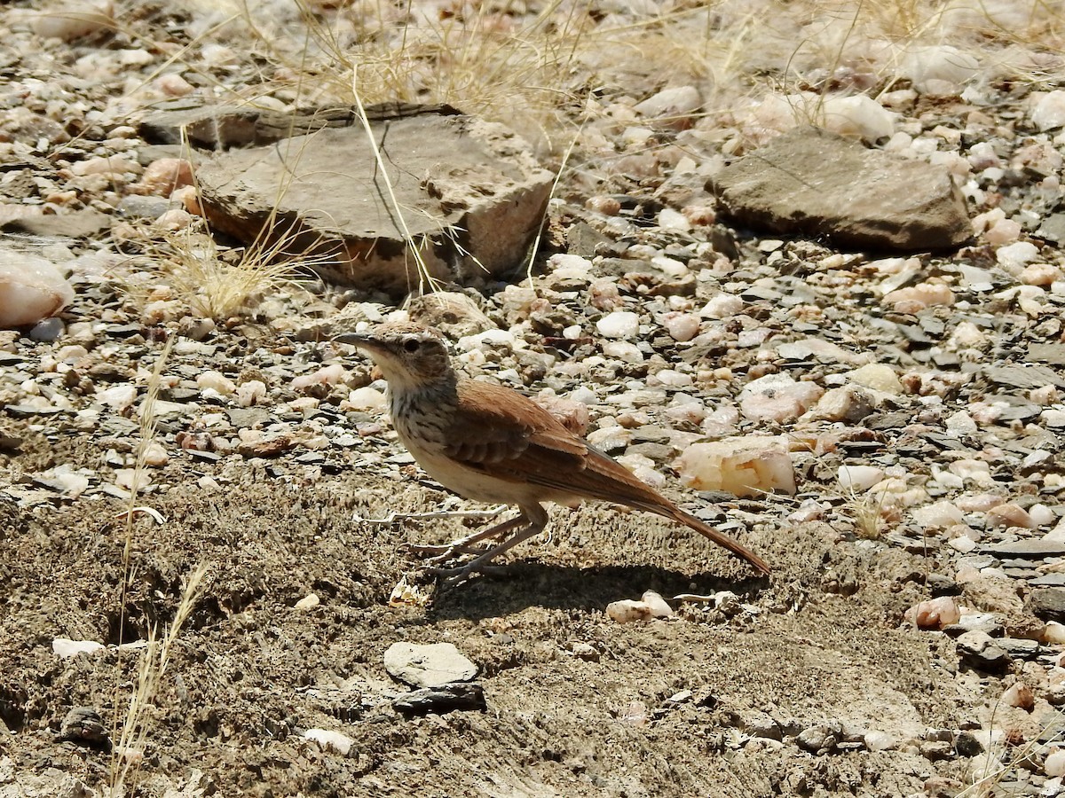 Karoo Long-billed Lark - ML640905324