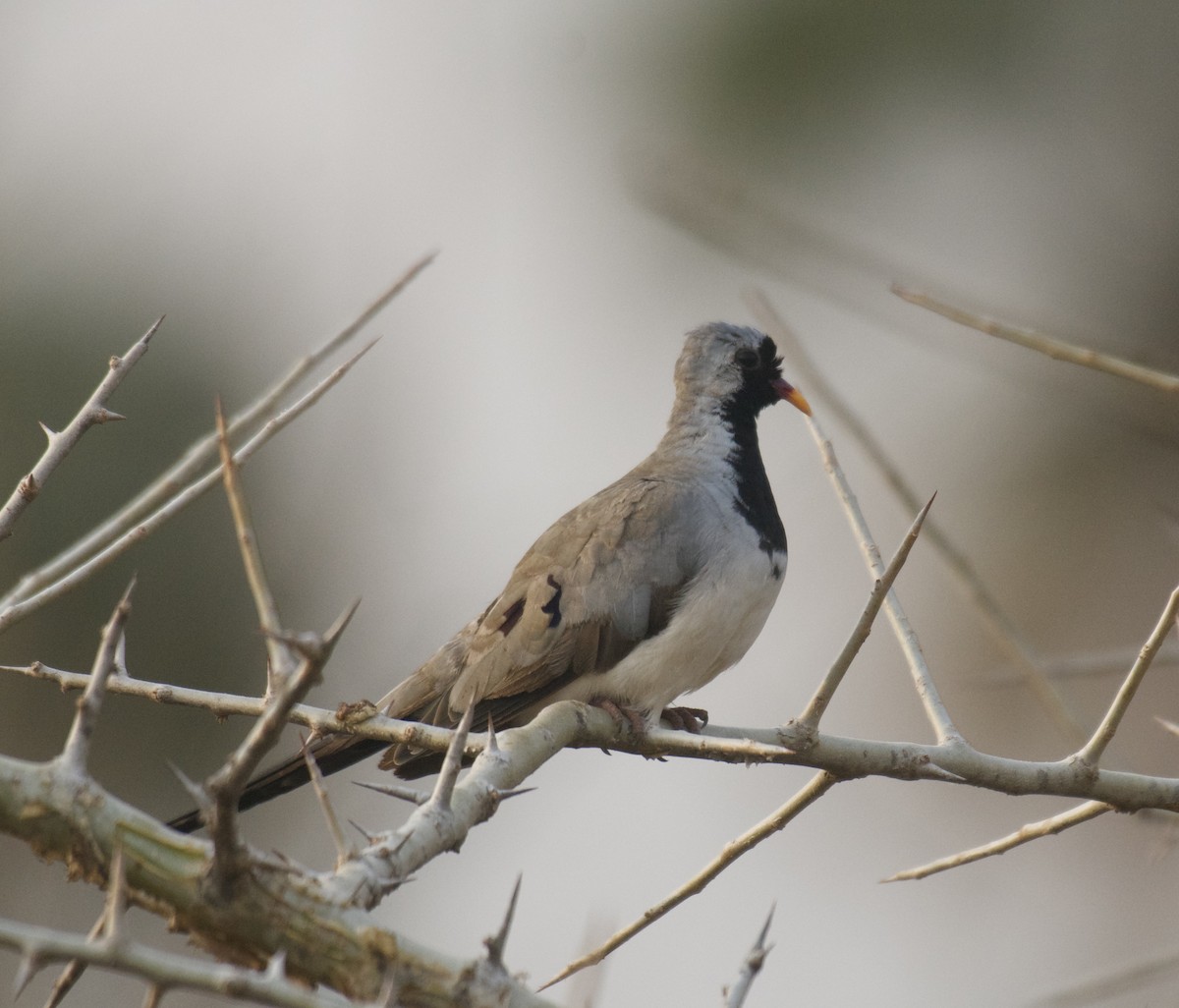 Namaqua Dove - ML640905349