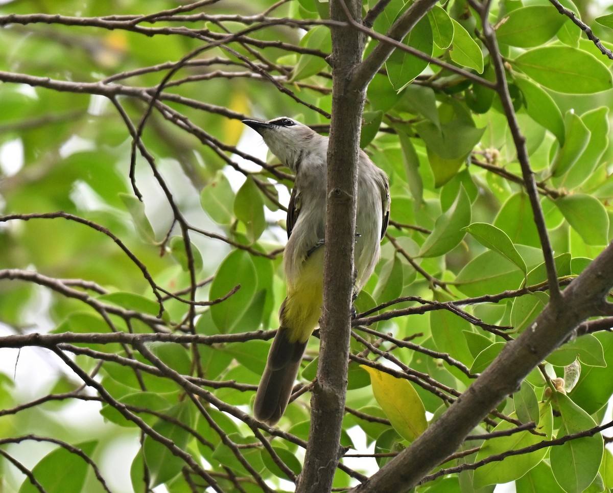 Yellow-vented Bulbul - ML640905355