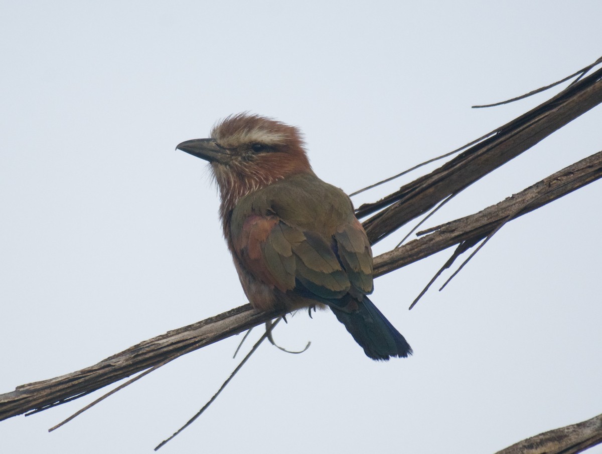 Purple Roller - ML640905360