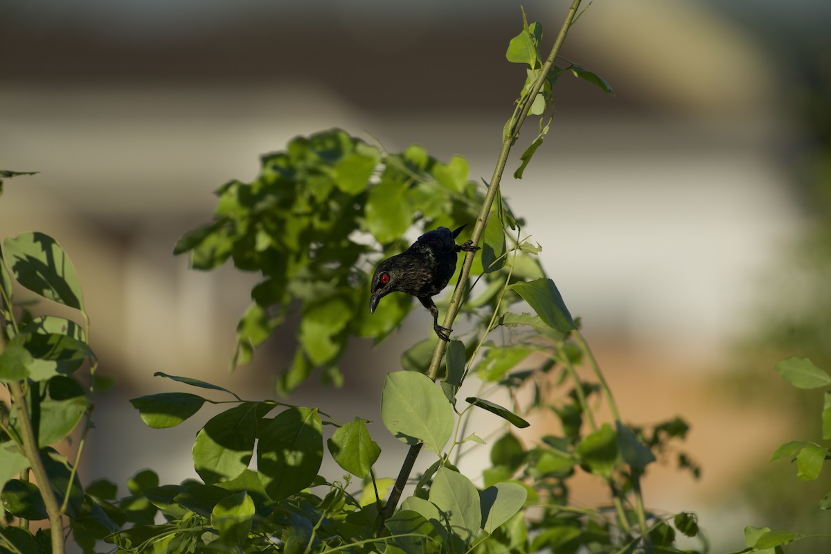Asian Glossy Starling - ML640905362