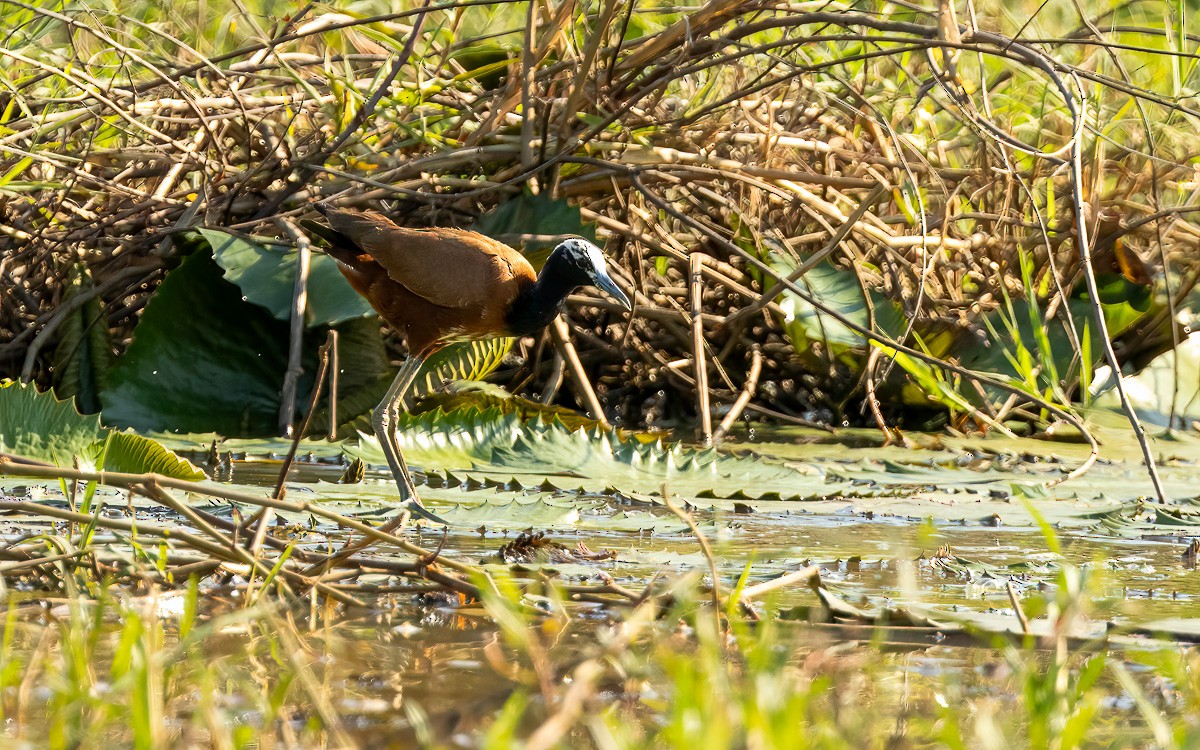 ostnák madagaskarský - ML640905363