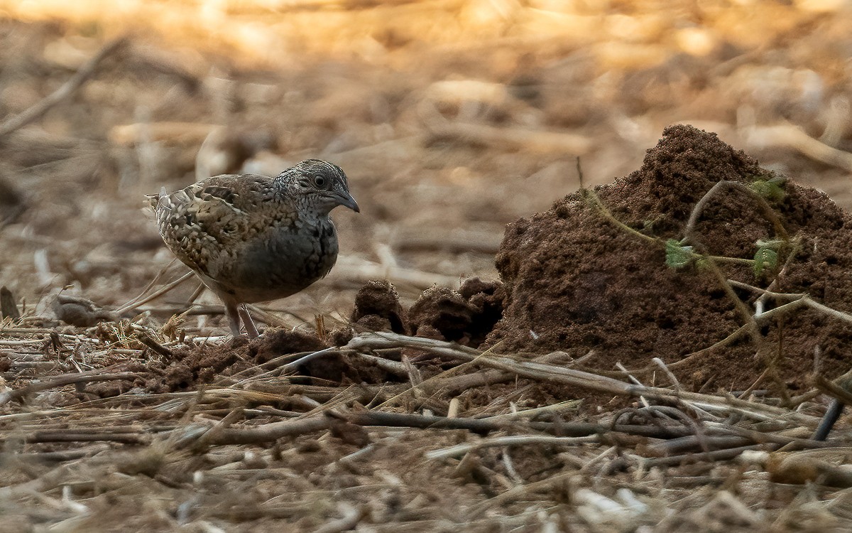 perepel madagaskarský - ML640905402