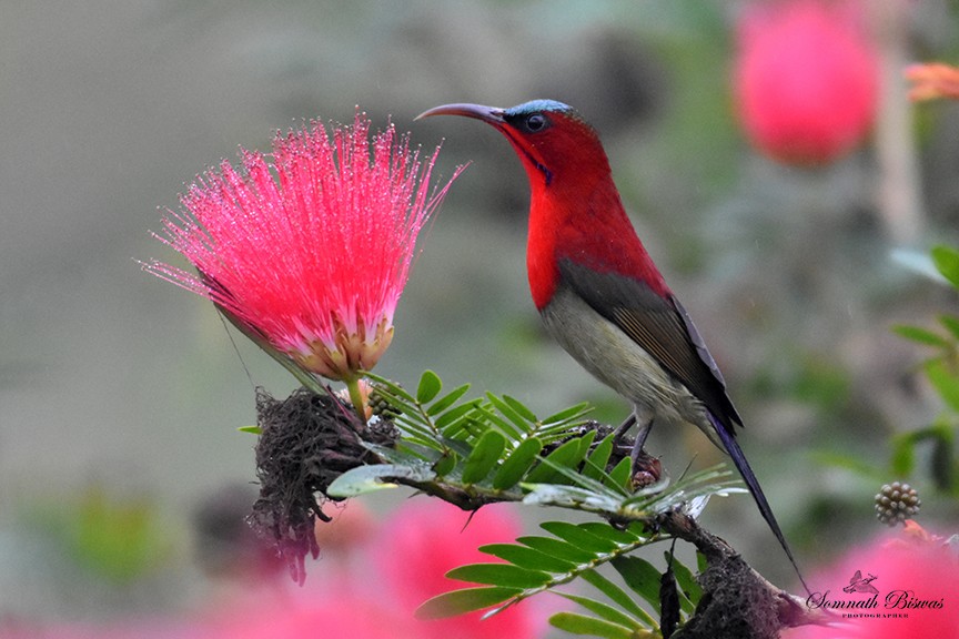 Crimson Sunbird - ML640905424