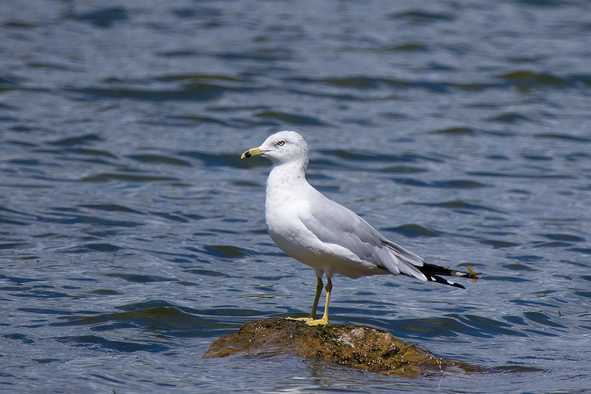 Ring-billed Gull - ML640905443