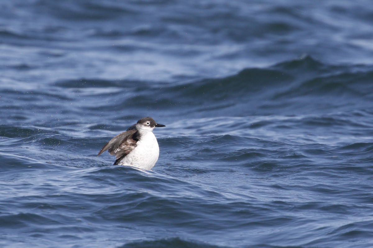 Spectacled Guillemot - ML640905462