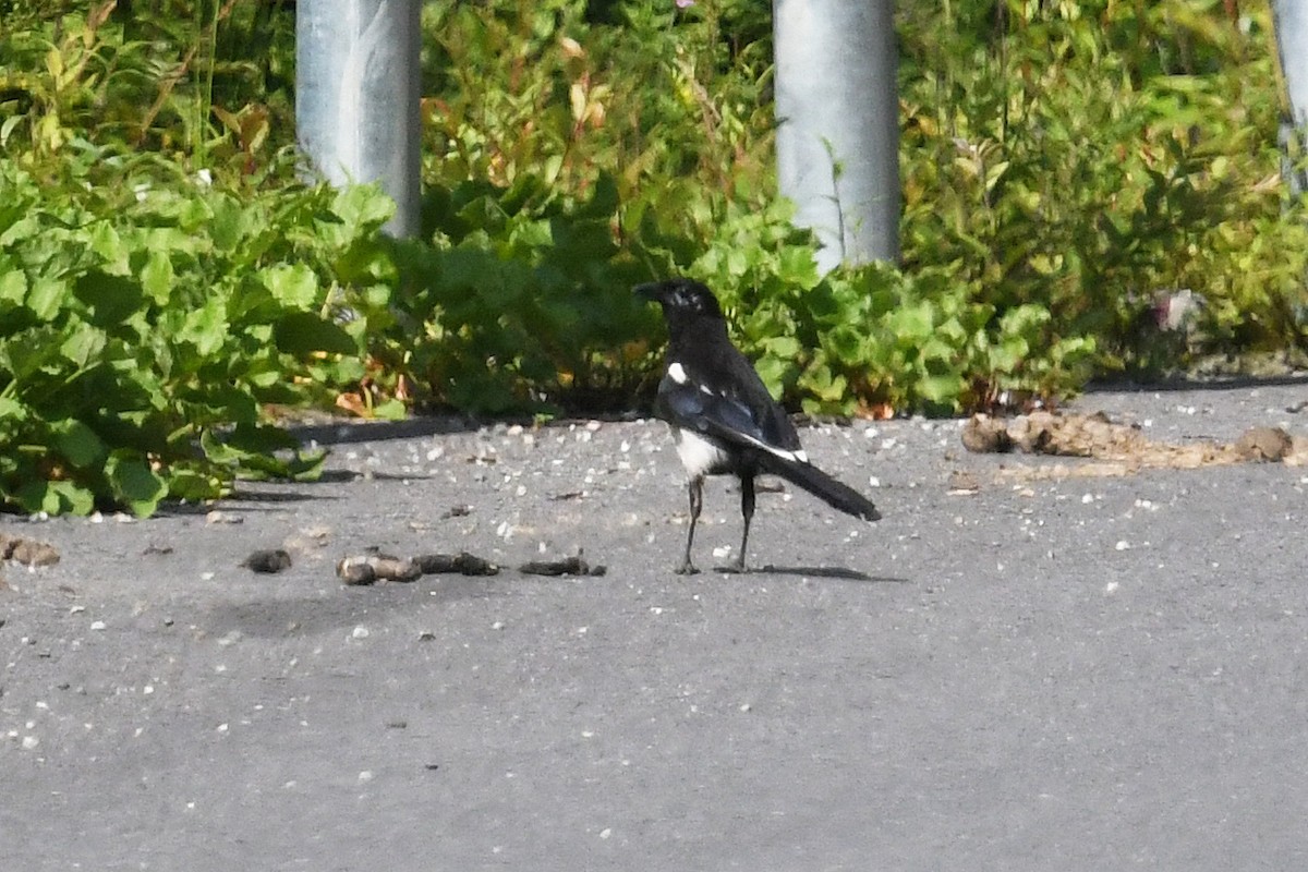 Oriental Magpie - ML640905466