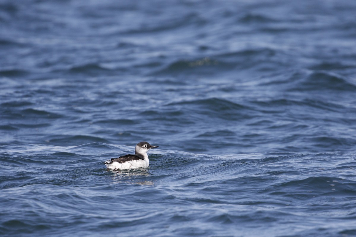 Spectacled Guillemot - ML640905471