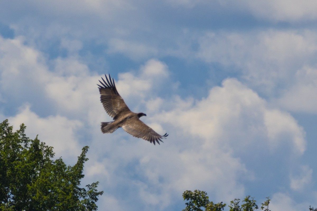 Bald Eagle - ML640905474