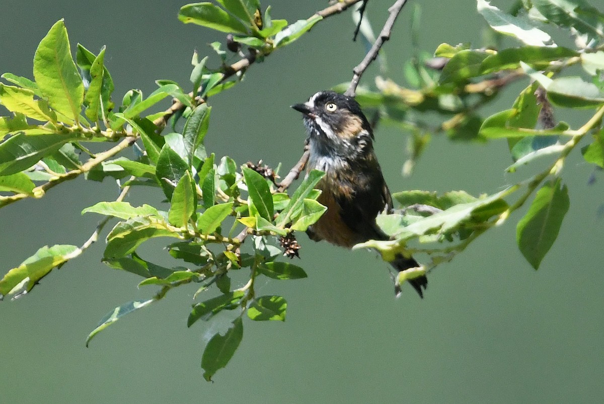 Black-browed Tit - ML640905485