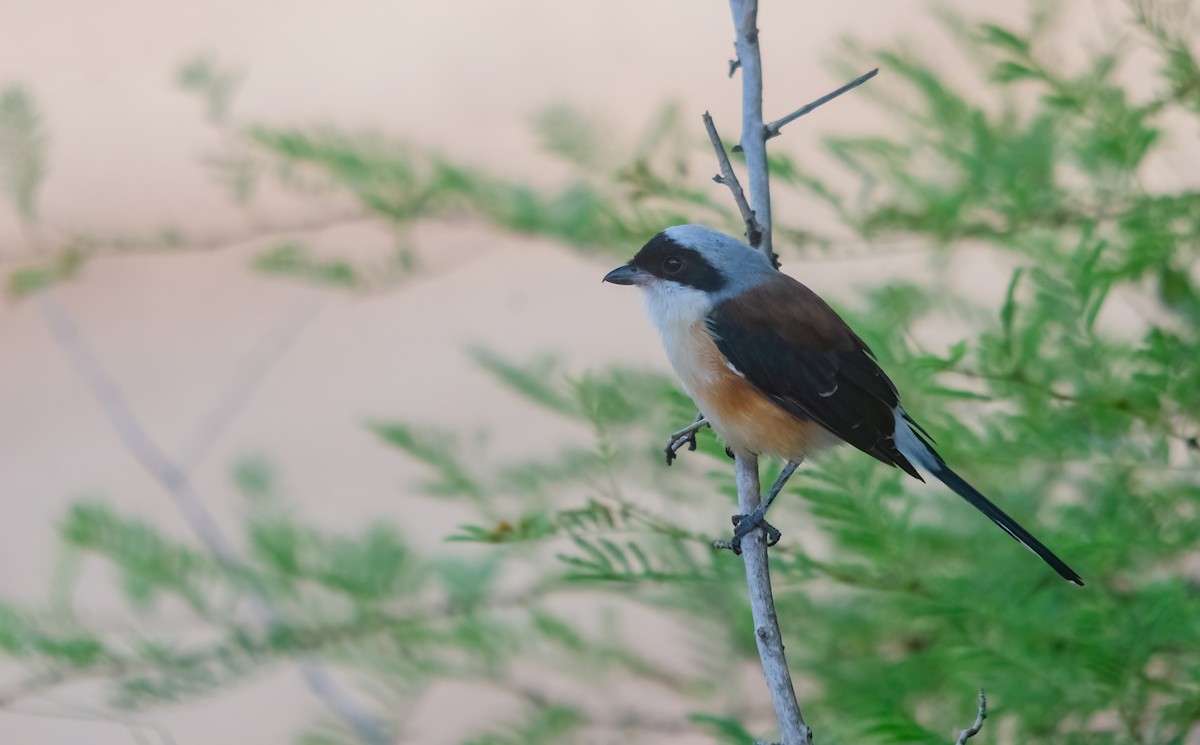 Bay-backed Shrike - ML640905517