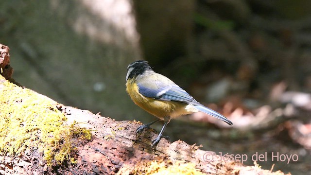 Cinciarella - ML640905519