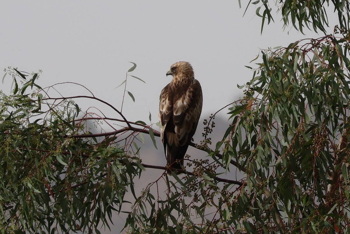 Booted Eagle - ML640905527