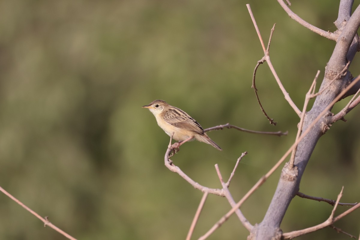 Zitting Cisticola - ML640905544