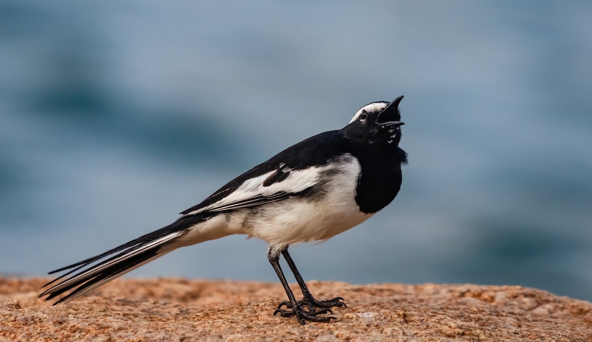 White-browed Wagtail - ML640905547
