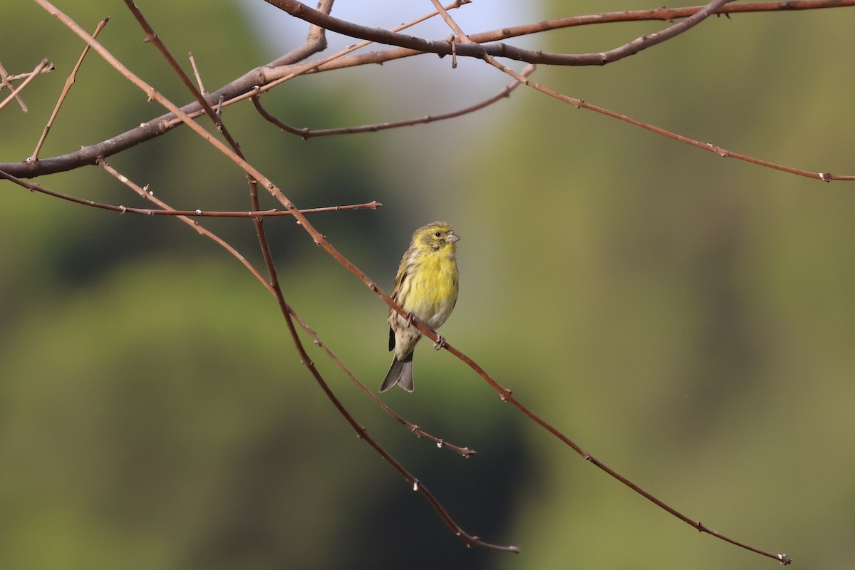 European Serin - ML640905558