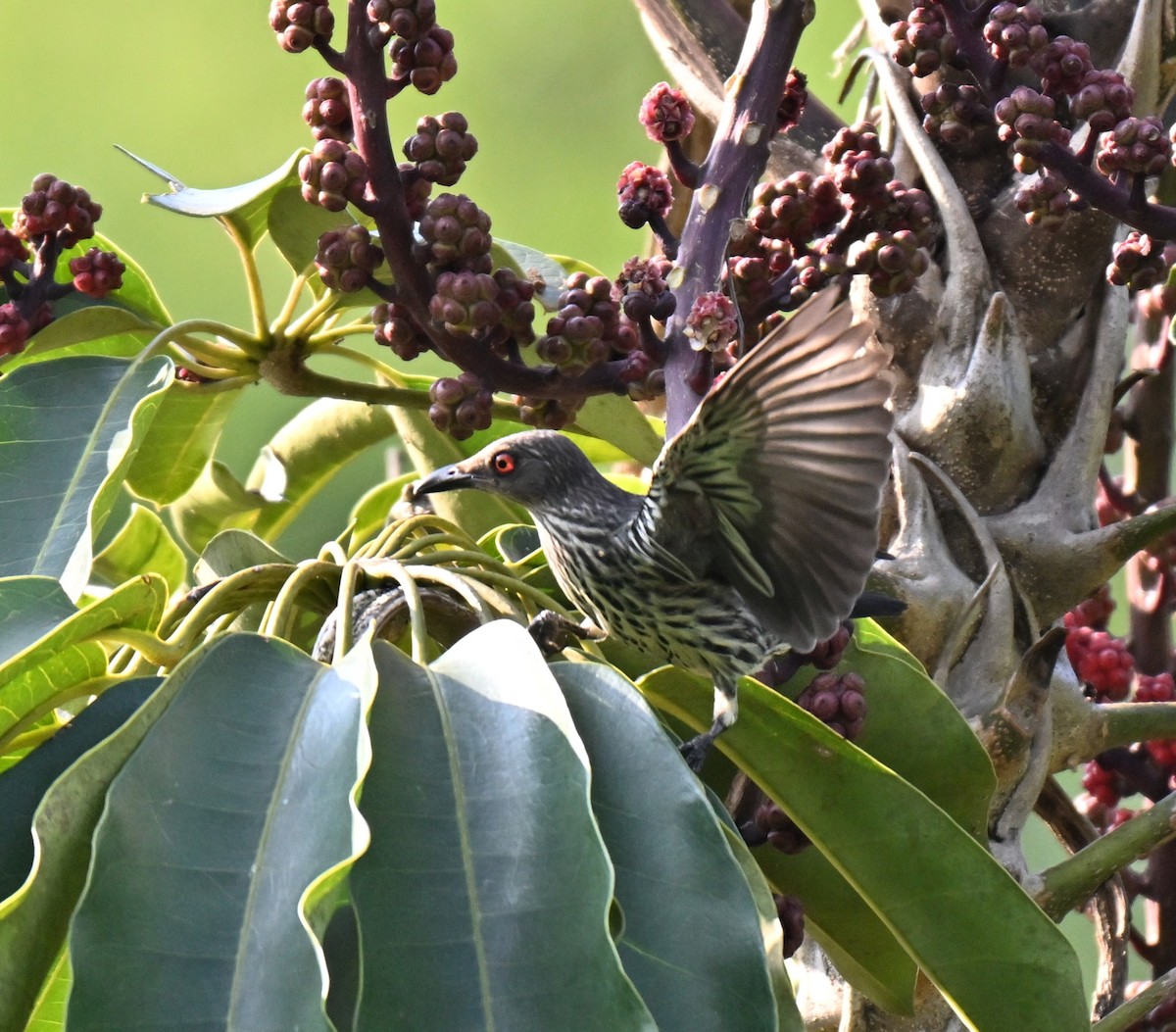 Asian Glossy Starling - ML640905569