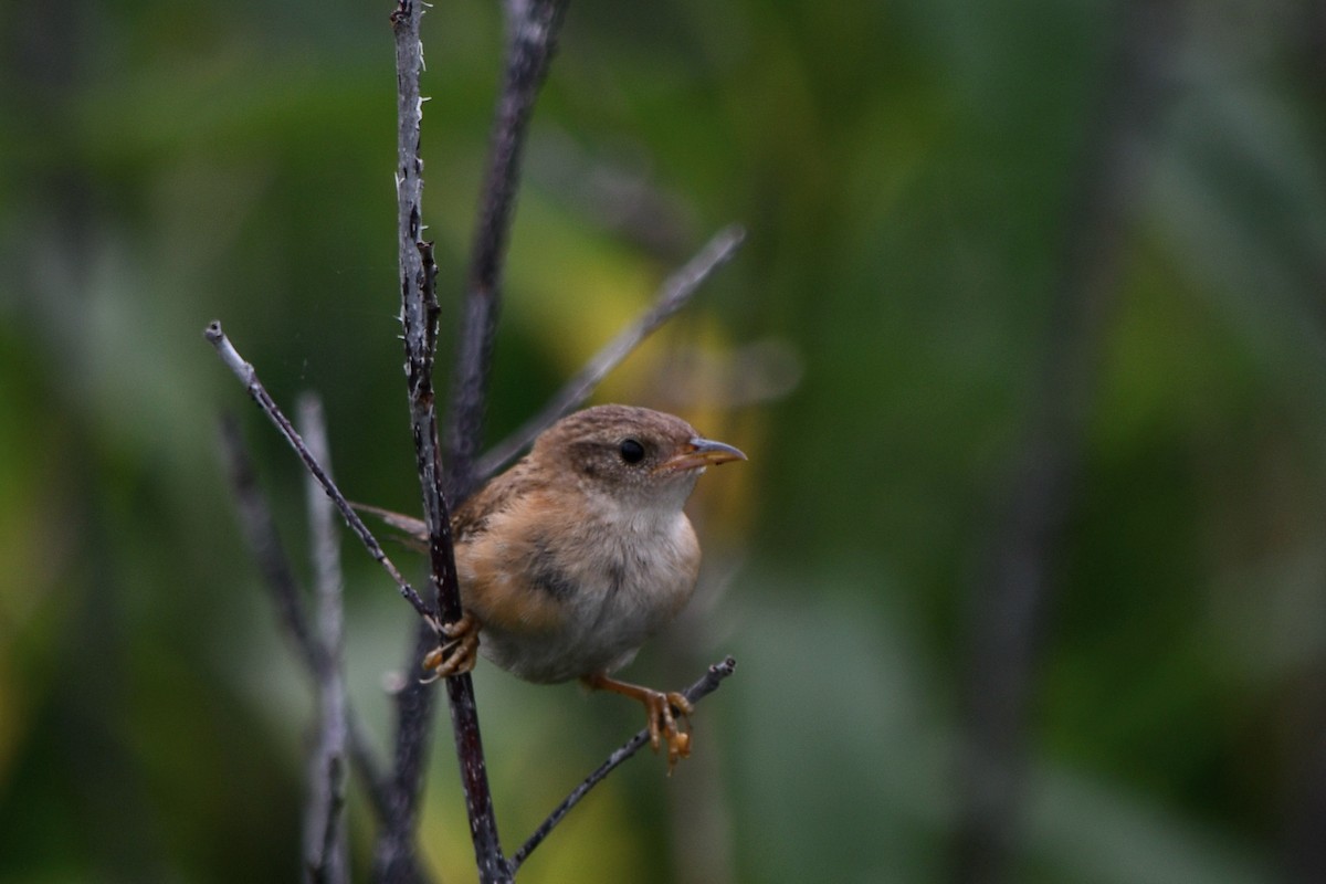 Sedge Wren - ML640905612