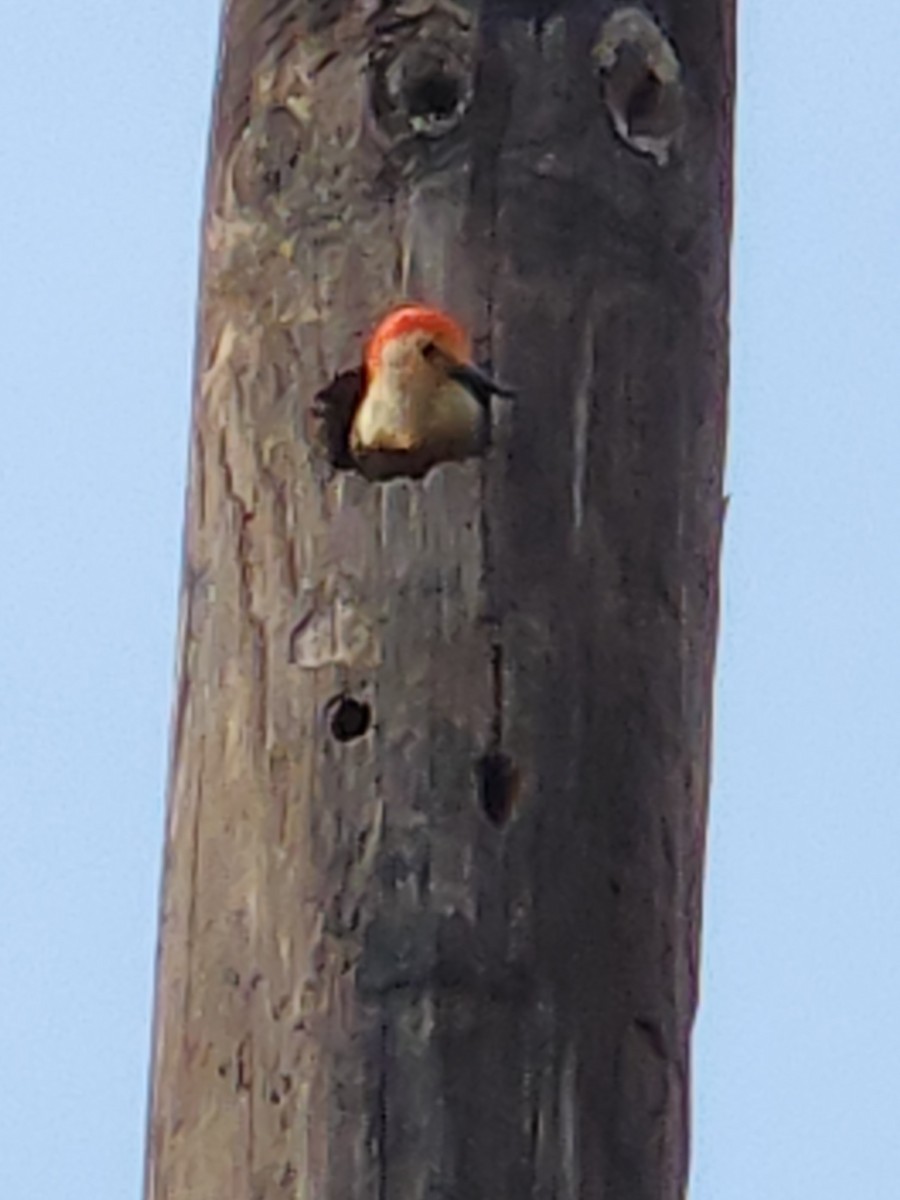 Red-bellied Woodpecker - ML640905627