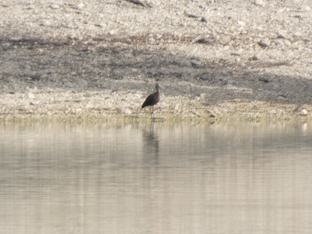 彩䴉 - ML640905639