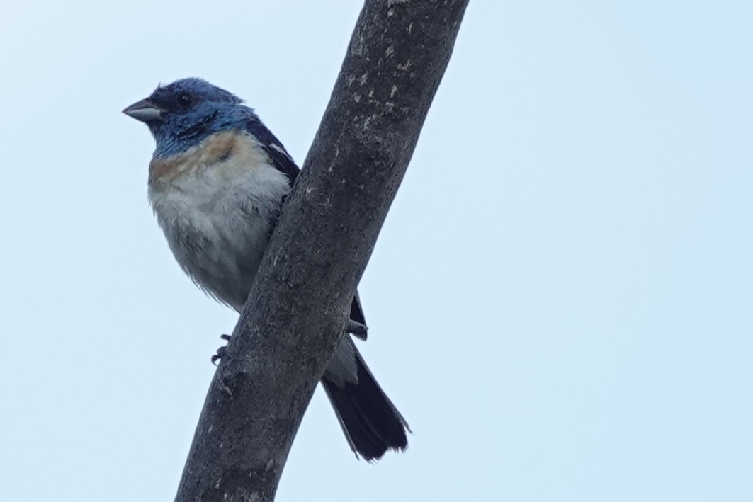 Lazuli Bunting - ML640905678