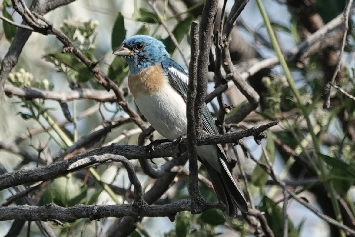 Lazuli Bunting - ML640905679