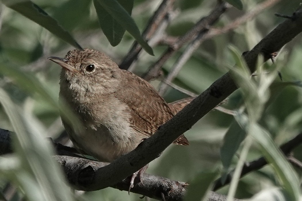 Northern House Wren - ML640905687